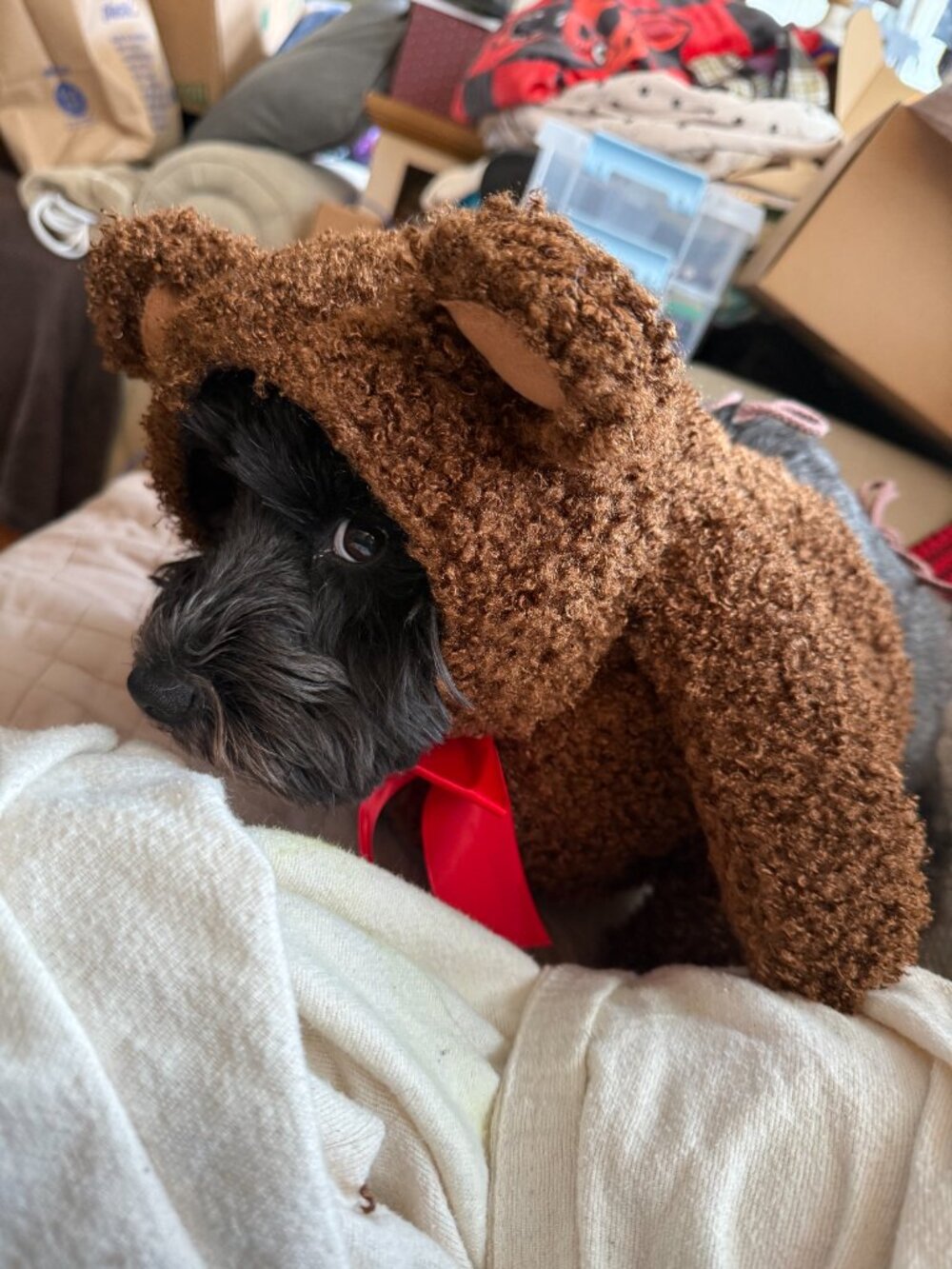 California Costumes, imPAWsters Teddy Bear Dog Costume, Small - NIB